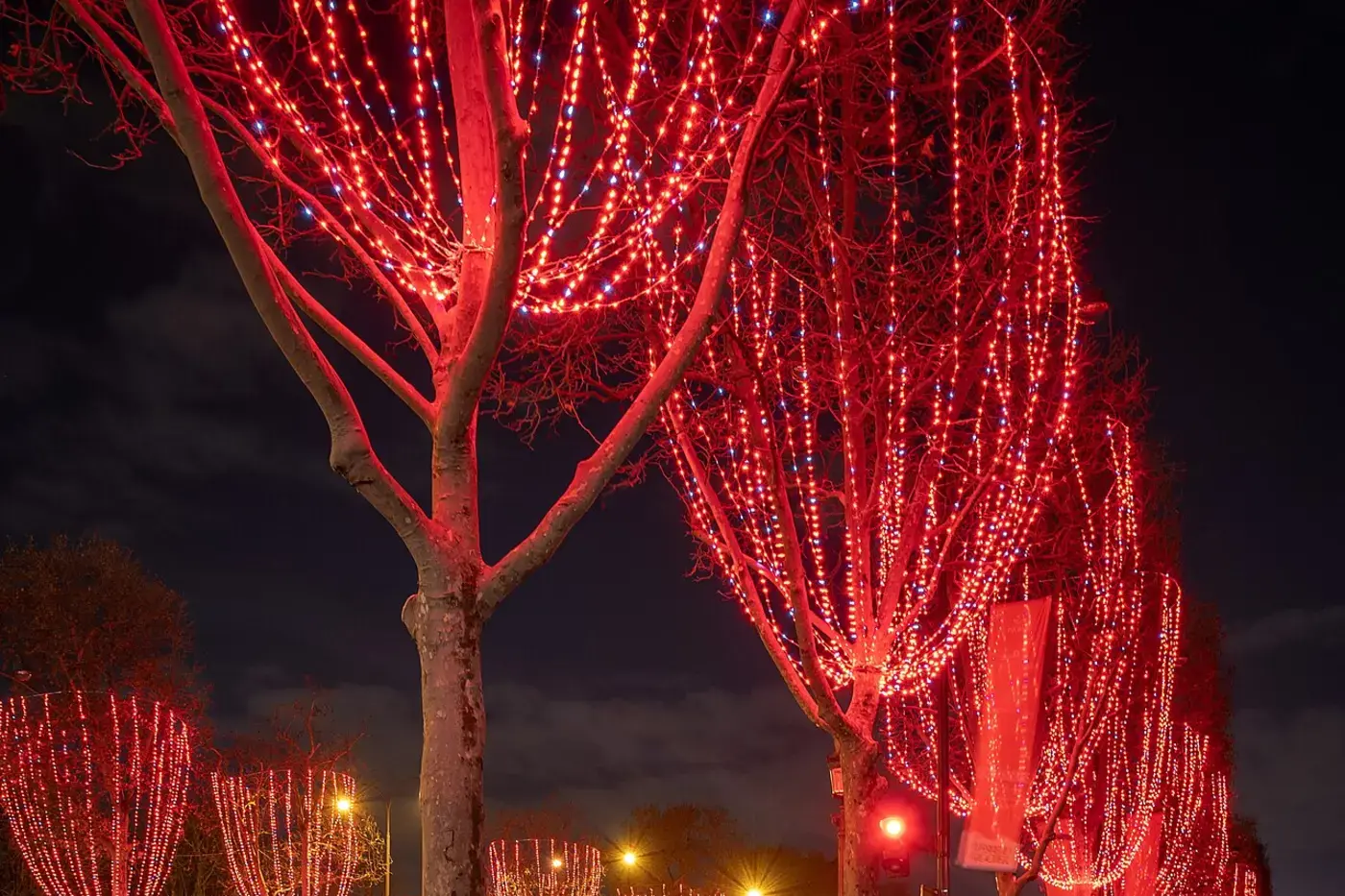 The trees of the Champs-Élysées lit with red garlands at night, Paris.