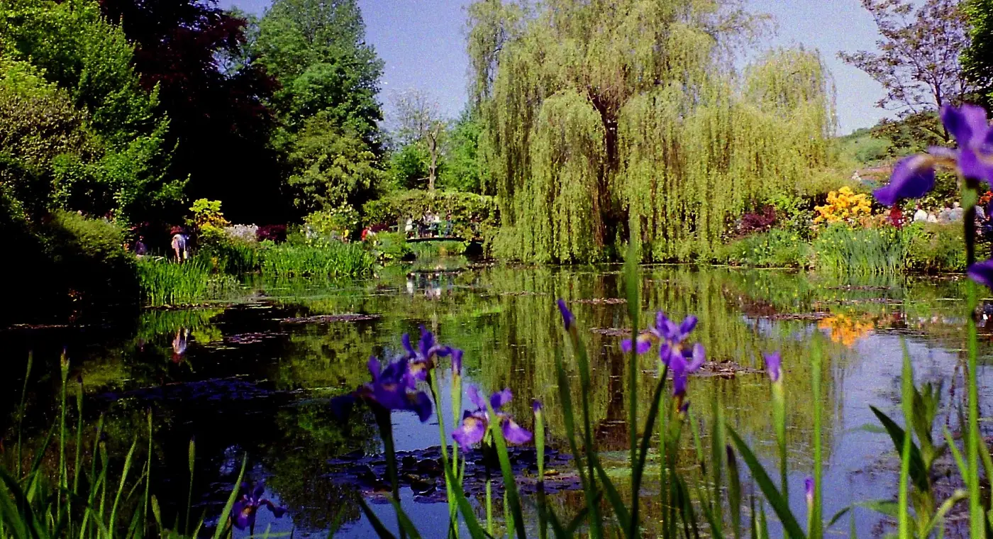 Le bassin aux saules des jardins de Claude Monet à Giverny, avec des iris au premier plan